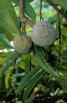 Attier, Pomme cannelle, Annona squamosa