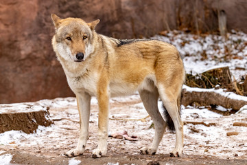 Wolf. Canis lupus. close up
