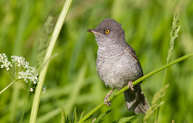 Fototapeta premium Barred Warbler, Sylvia nisoria. The bird sits on the stem of the plant