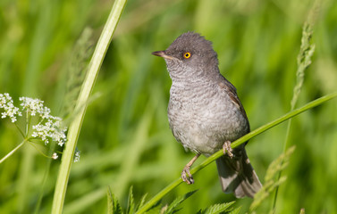 Barred Warbler, Sylvia nisoria. The bird sits on the stem of the plant