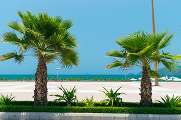 Two palm trees and green grass and square on the beach and blue sea