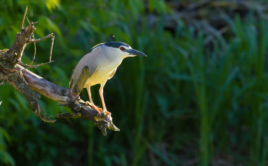 Black-crowned Night Heron, Nycticorax nycticorax. In the early morning, a bird sits on a thick old dry branch above a pond.