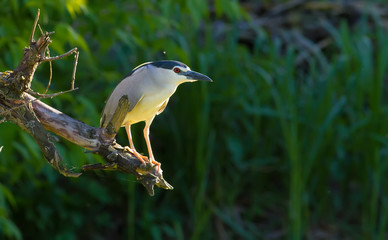 Black-crowned Night Heron, Nycticorax nycticorax. In the early morning, a bird sits on a thick old...