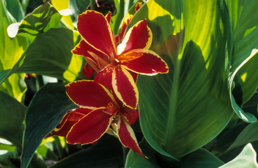 Balisier, Canna, canna 'Lucifer'