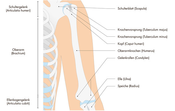 Anatomie - menschliches Skelett - Oberarm (deutsche Beschriftung)