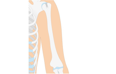 Anatomie - menschliches Skelett - Oberarm