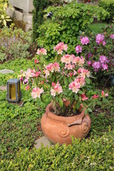 Naklejka premium Azalee im Teracotta Blumentopf auf dem Friedhof 