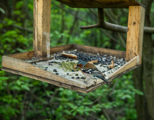 the beautiful bird of the oak-tree flew to the trough to peck the seeds