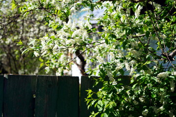 Fototapeta na wymiar blooming white bird cherry trees at the fence