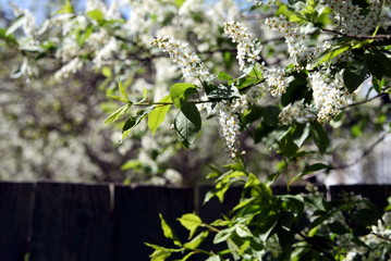 blooming white bird cherry trees at the fence