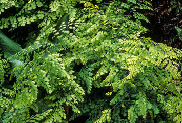 Capillaire, Adiantum venustum