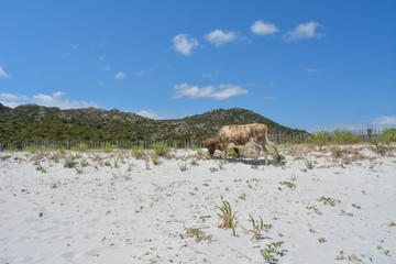 Cow on Plage du Lotu (Loto beach), Desert des Agriates. Corsica island, France