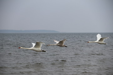 ptaki łabędzie klucz © jerzy