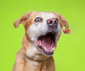 cute dogs in a studio shot collage on an isolated background