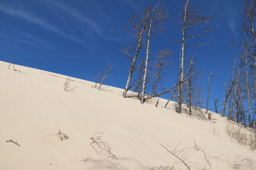 drzewa plaża piasek wydmy wydma © jerzy