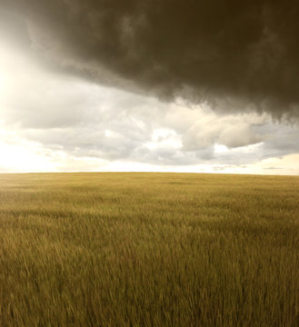 neutral field landscape © Sabphoto