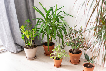 Beautiful green indoor Yucca aloifolia and Ficus benjamina Kinky flower, Ficus with Zamioculcas and Crassula ovata, home decorative plants on the background of a white wall