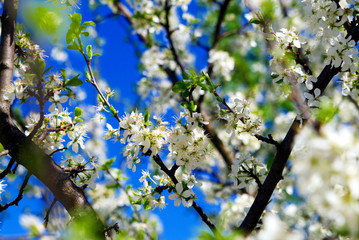 cherry blossom branch close up