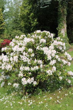 Baum mit wei&szlig;en Bl&uuml;ten im Garten / Azalee