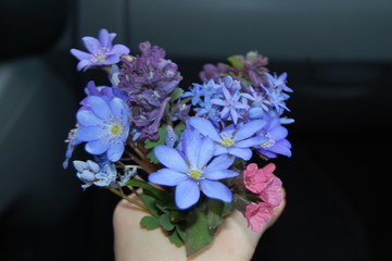 Blue spring flowers cut into a bouquet, fresh spring flowers in a hand