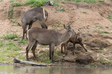 Cobe à croissant , Waterbuck,  Kobus ellipsiprymnus, Parc national du Pilanesberg, Afrique du Sud
