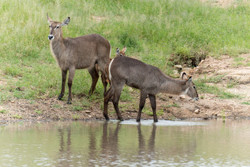 Cobe à croissant , Waterbuck,  Kobus ellipsiprymnus, Parc national du Pilanesberg, Afrique du Sud