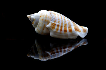 Sea shell on black background - 348242504