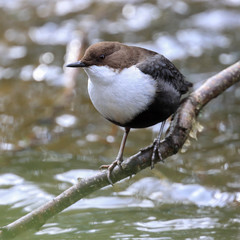 White-throated Dipper