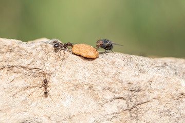 The struggles daily in search of sustenance for a laborious ant around his anthill at dawn.
fighting for food with a fly