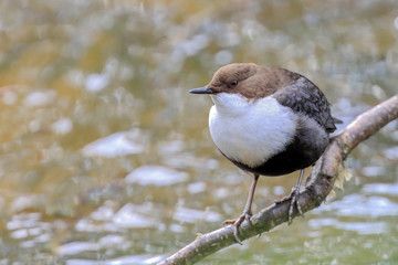 White-throated Dipper