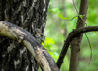 thrush chick is waiting for its parents to learn about the world and share life experiences