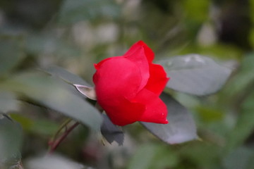 Fleur de jardin semblable à une rose