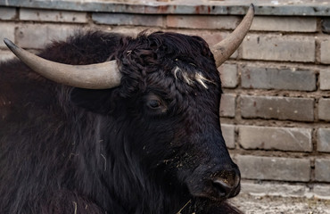 Yak. Bos grunniens. close-up.