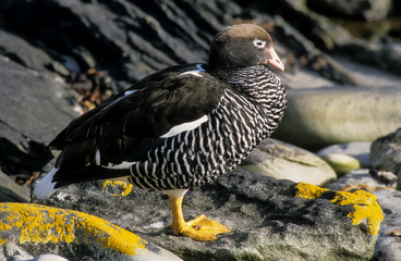 Ouette marine, Chloephaga hybrida malvinarum, Iles Falkland, Malouines