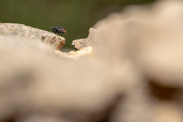 insect, fly, macro, nature, bug, animal, green, dragonfly, leaf, wing, close-up, closeup, pest, detail, wildlife, eye, 