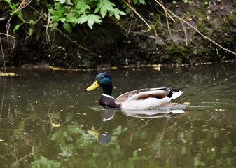 wild goose-drake floats in the river in natural conditions