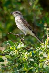 Pie grièche écorcheur,..Lanius collurio, Red backed Shrike