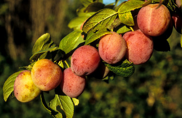 Prunier, prune, prunus domestica,  variete Reine Claude violette