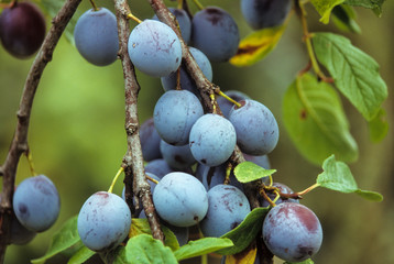 Prunier, prune, prunus domestica,  variete Quetche d'Alsace,