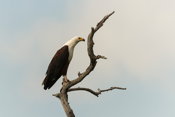 Pygargue vocifer, .Haliaeetus vocifer , African Fish Eagle, Parc national Kruger, Afrique du Sud