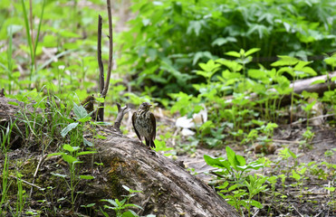 Naklejka na ściany i meble Thrush on a hunt to collect worms in the forest in vivo