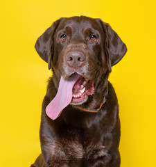 cute dog studio shot on an isolated background