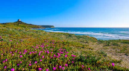 Capo San Marco beach in spring with tower view, Cabras, Sardinia, Italy