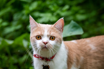 a white-red cat with yellow eyes and a very serious face walks through the forest