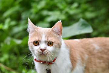a white-red cat with yellow eyes and a very serious face walks through the forest