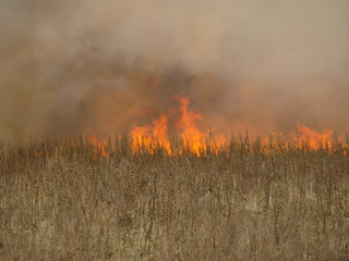 Fire. Conflagration. The fire that destroys forest, grass, and agricultural crops burns in the...