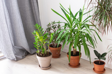 Beautiful green indoor Yucca aloifolia and Ficus flower, Zamioculcas and Crassula ovata, home decorative plants on the background of a white wall