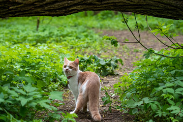 a white-red cat with yellow eyes and a very serious face walks through the forest