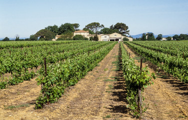 Fototapeta na wymiar Vignoble, vin des sables de Camargue, Aigues Mortes, Gard, 30