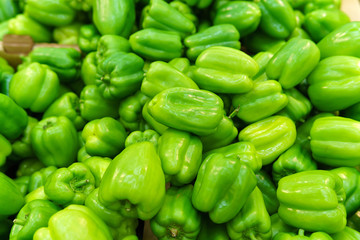 Obraz na płótnie Canvas organic green pepper crop background. texture is fresh large green pepper color. natural background